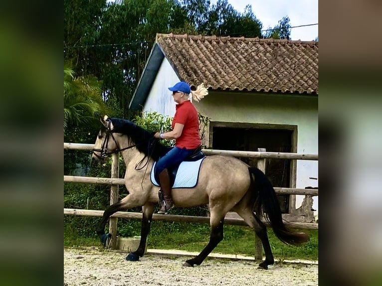 Lusitano Stallone 5 Anni Pelle di daino in Aalsmeer