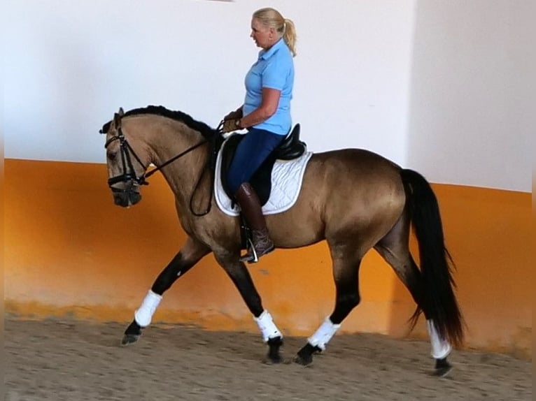 Lusitano Stallone 5 Anni Pelle di daino in Amsterdam