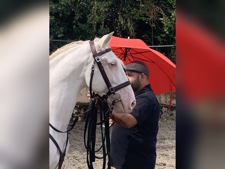 Lusitano Stallone 6 Anni 151 cm Cremello in Schöneberg