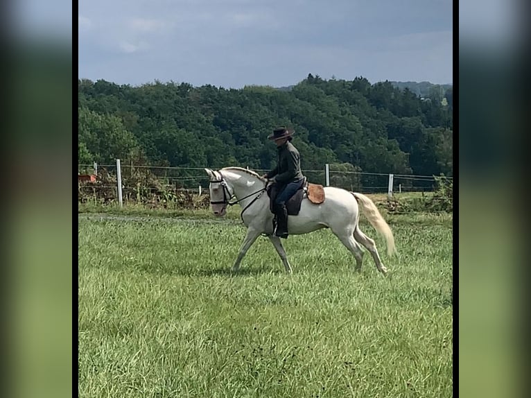 Lusitano Stallone 6 Anni 151 cm Cremello in Schöneberg