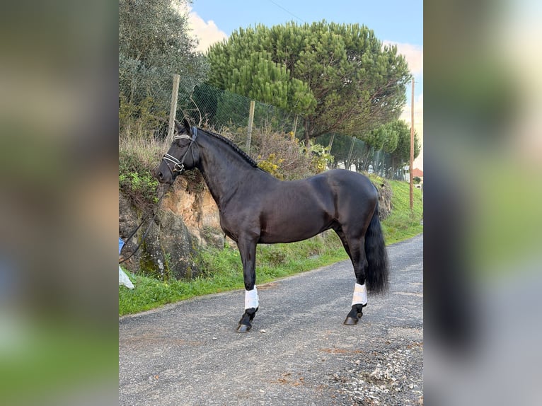 Lusitano Stallone 6 Anni 155 cm Morello in Caldas da Rainha