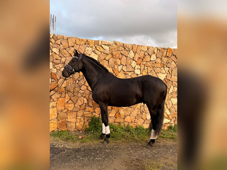 Lusitano Stallone 6 Anni 155 cm Morello in Caldas da Rainha