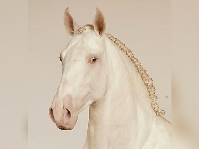 Lusitano Stallone 6 Anni 158 cm Perlino in Bredene