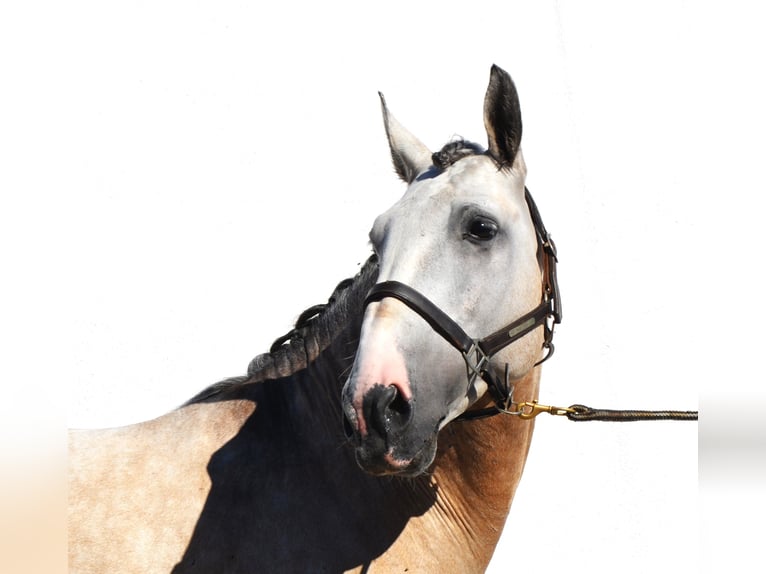 Lusitano Stallone 6 Anni 160 cm Può diventare grigio in Lissabon