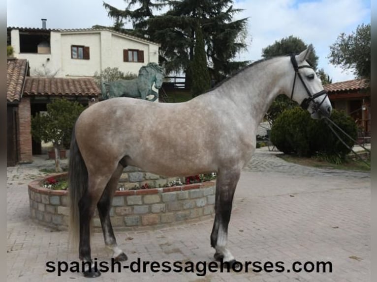 Lusitano Stallone 6 Anni 162 cm Grigio in Barcelona