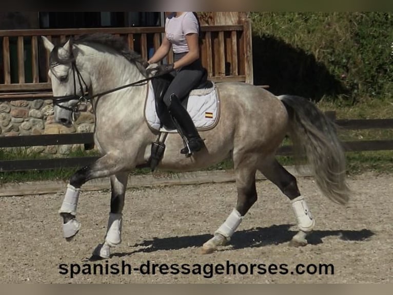 Lusitano Stallone 6 Anni 162 cm Grigio in Barcelona