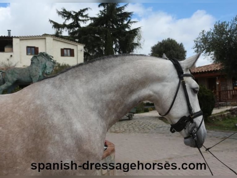 Lusitano Stallone 6 Anni 162 cm Grigio in Barcelona