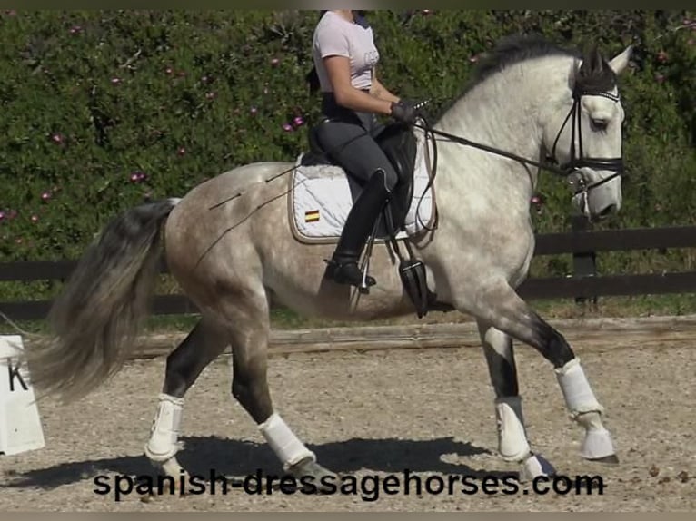 Lusitano Stallone 6 Anni 162 cm Grigio in Barcelona