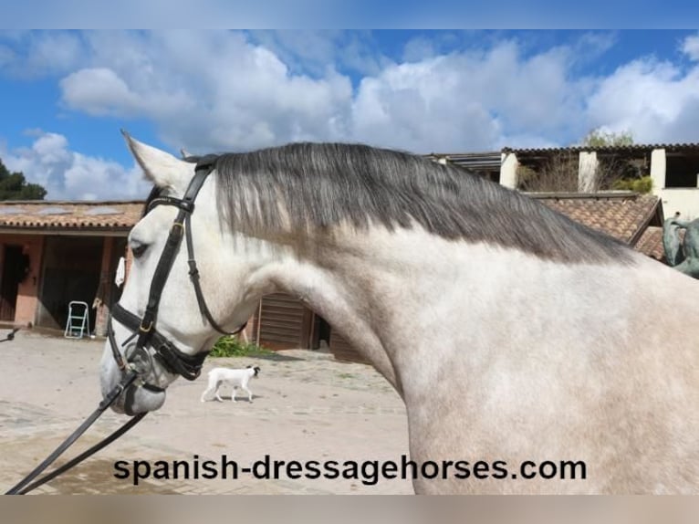 Lusitano Stallone 6 Anni 162 cm Grigio in Barcelona