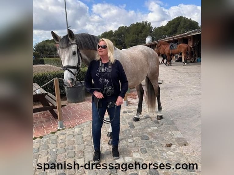 Lusitano Stallone 6 Anni 162 cm Grigio in Barcelona