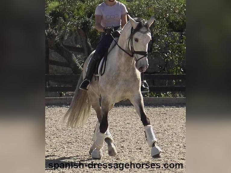 Lusitano Stallone 6 Anni 162 cm Grigio in Barcelona