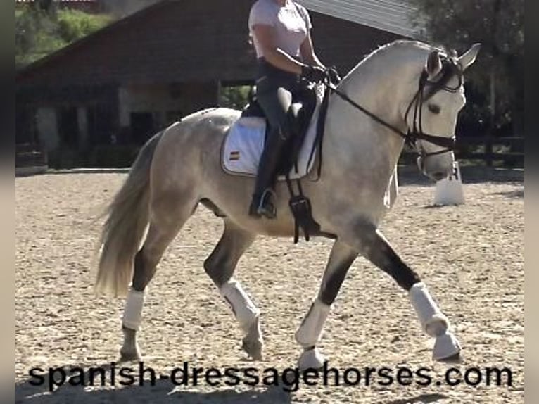 Lusitano Stallone 6 Anni 162 cm Grigio in Barcelona