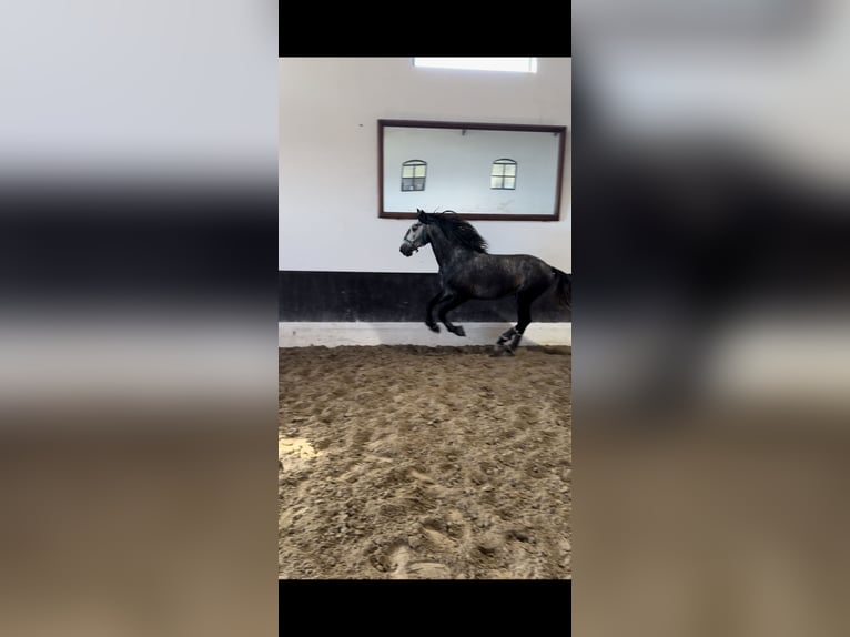 Lusitano Stallone 6 Anni 165 cm Grigio in Coruche