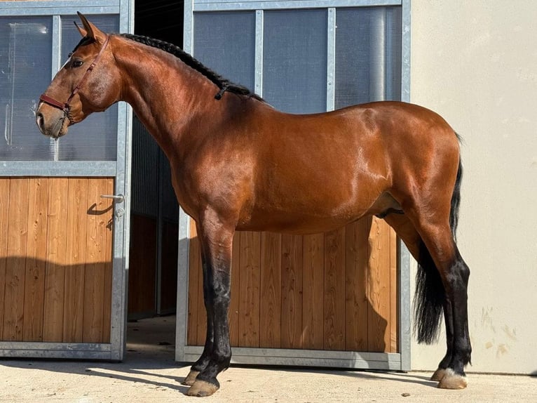 Lusitano Stallone 6 Anni 167 cm Baio in Navas Del Madroño