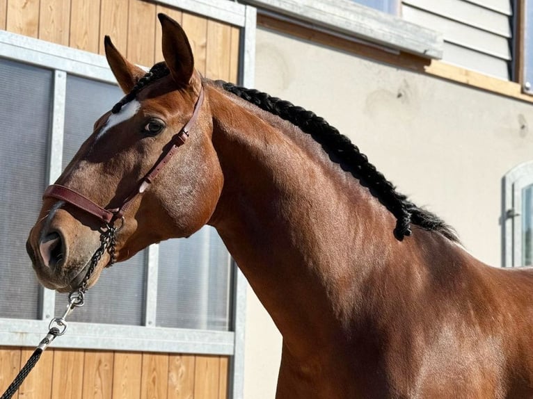 Lusitano Stallone 6 Anni 167 cm Baio in Navas Del Madroño