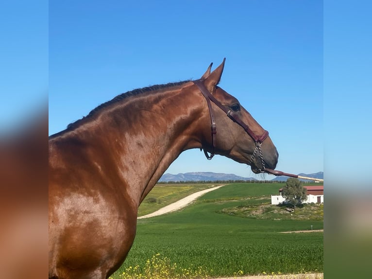 Lusitano Stallone 6 Anni 167 cm Baio in Lisboa