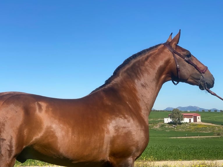 Lusitano Stallone 6 Anni 167 cm Baio in Lisboa