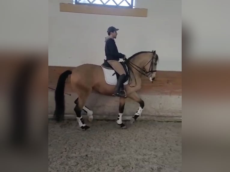 Lusitano Stallone 6 Anni 167 cm Falbo in TROFA