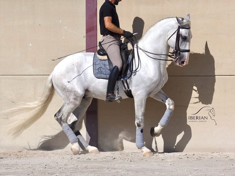Lusitano Stallone 6 Anni 168 cm Grigio in Navas Del Madroño
