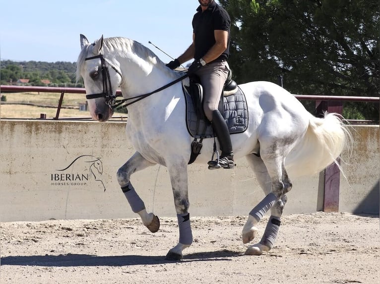 Lusitano Stallone 6 Anni 168 cm Grigio in Navas Del Madroño