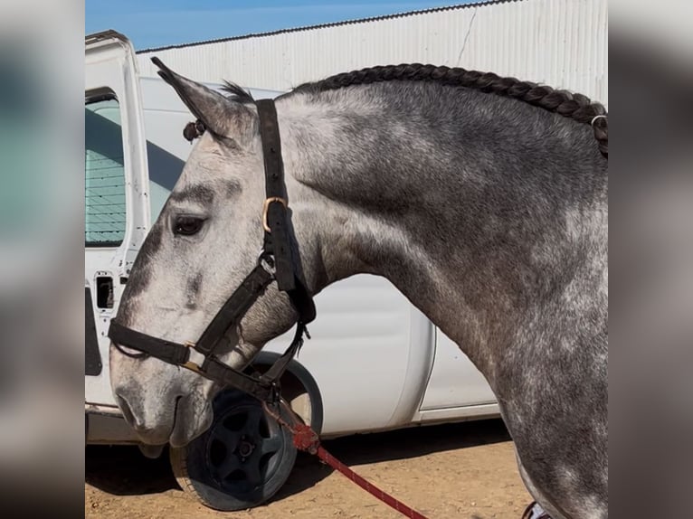 Lusitano Stallone 7 Anni 158 cm Grigio in Boofzheim