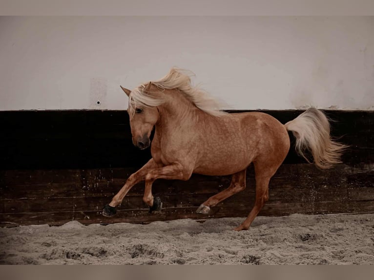 Lusitano Mix Stallone 7 Anni 160 cm Palomino in Rio Maior