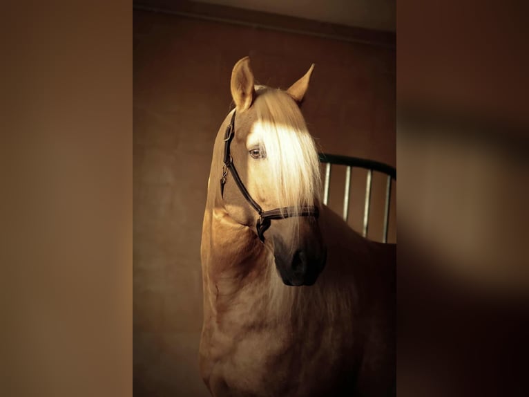 Lusitano Mix Stallone 7 Anni 160 cm Palomino in Rio Maior
