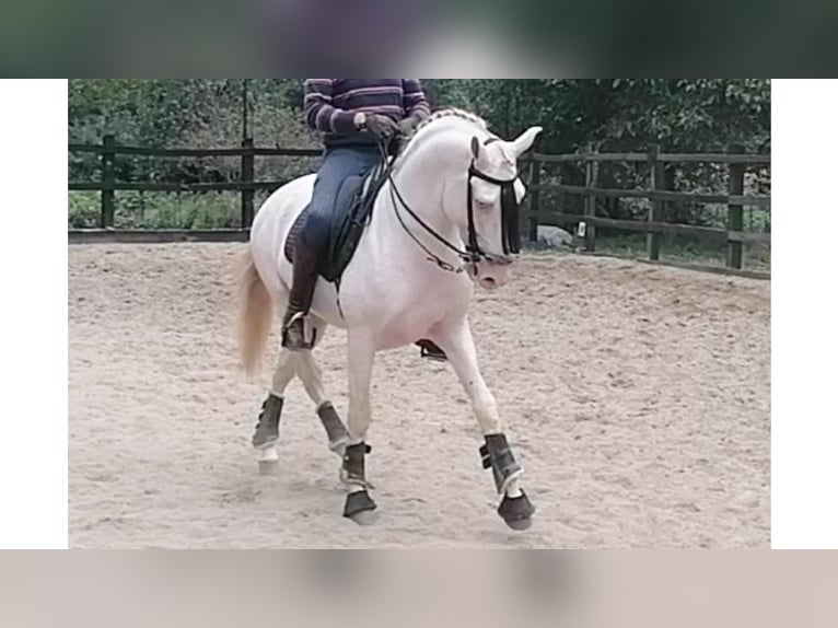 Lusitano Stallone 7 Anni 160 cm Perlino in NAVAS DEL MADRONO