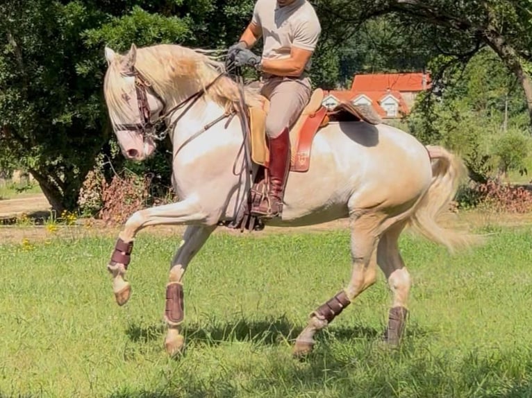 Lusitano Stallone 7 Anni 160 cm Perlino in Navas Del Madroño