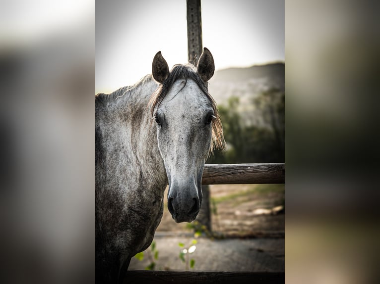 Lusitano Stallone 7 Anni 162 cm Grigio in Chavanod