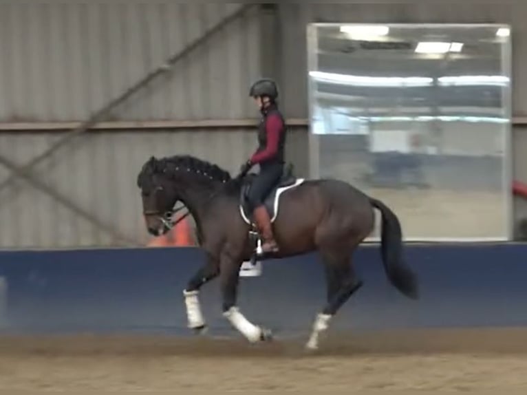 Lusitano Stallone 7 Anni 163 cm Baio scuro in s-Gravenhage