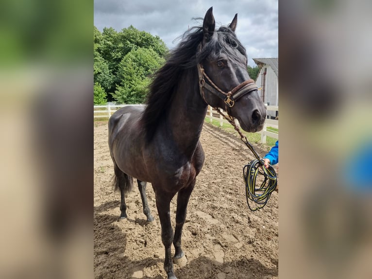 Lusitano Stallone 7 Anni 163 cm Morello in Groß-Umstadt