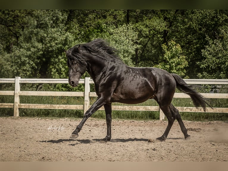 Lusitano Stallone 7 Anni 163 cm Morello in Groß-Umstadt