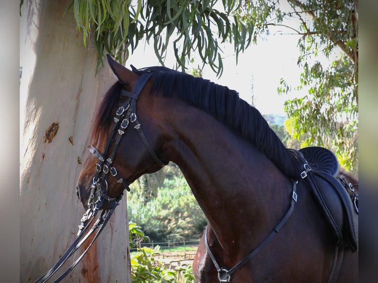 Lusitano Stallone 7 Anni 165 cm Baio scuro in Ribamar