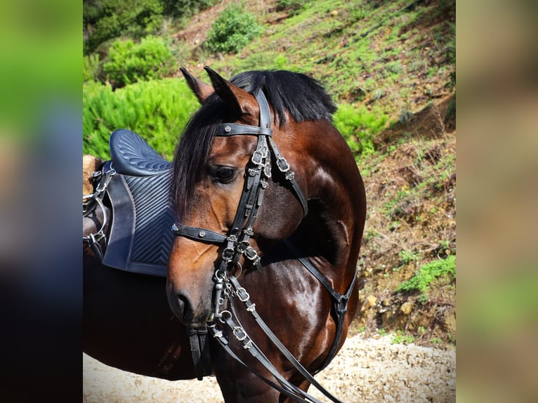 Lusitano Stallone 7 Anni 165 cm Baio scuro in Ribamar