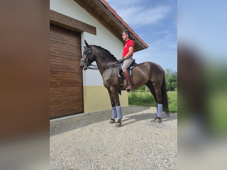 Lusitano Stallone 7 Anni 168 cm Baio scuro in Santander