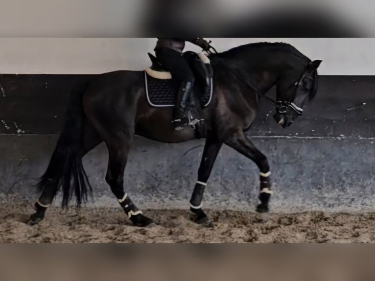 Lusitano Stallone 7 Anni 169 cm Morello in cartaxo Lusitano Stallone 7 Anni 169 cm Morello in cartaxo