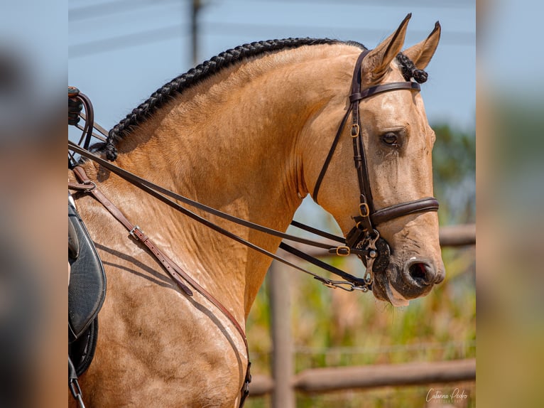 Lusitano Stallone 7 Anni 172 cm Falbo in Santarem