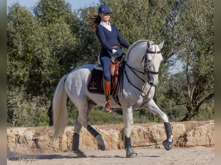 Lusitano Stallone 7 Anni Bianco in Porto Covo