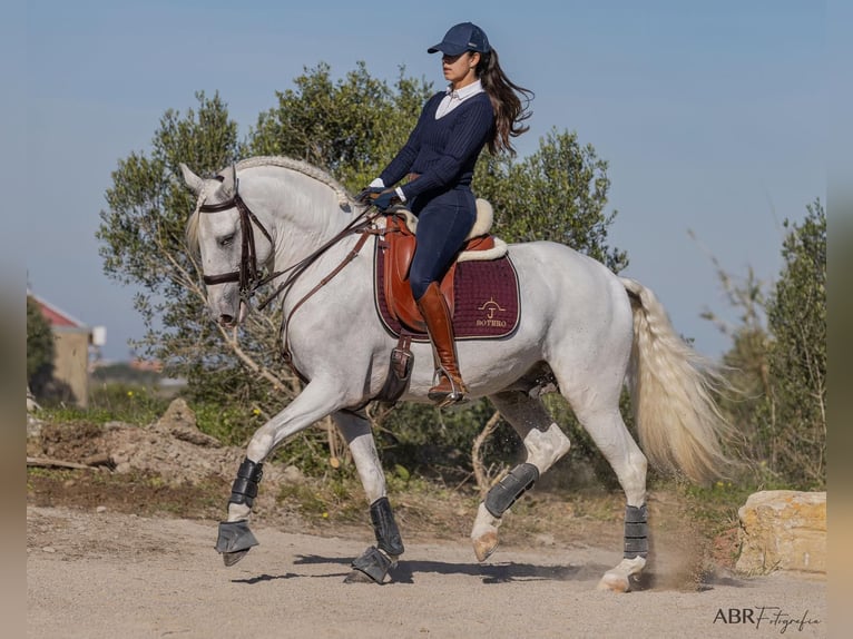 Lusitano Stallone 7 Anni Bianco in Porto Covo