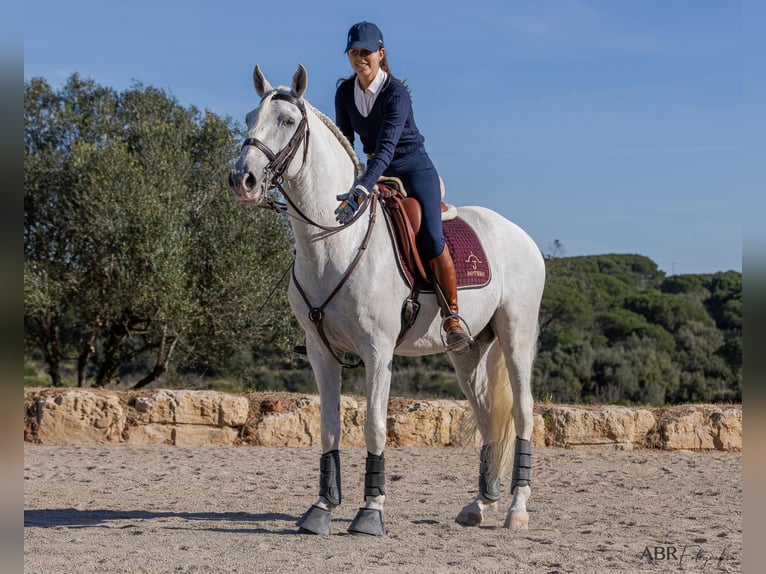 Lusitano Stallone 7 Anni Bianco in Porto Covo