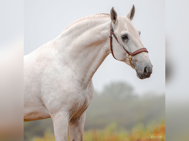 Lusitano Stallone 7 Anni Bianco in Porto Covo