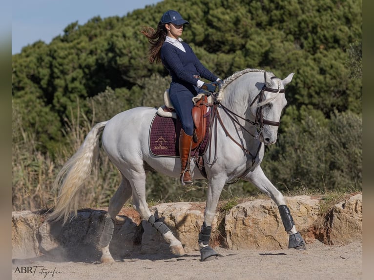 Lusitano Stallone 7 Anni Bianco in Porto Covo