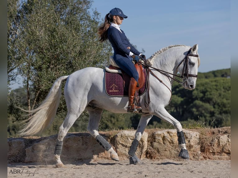 Lusitano Stallone 7 Anni Bianco in Porto Covo