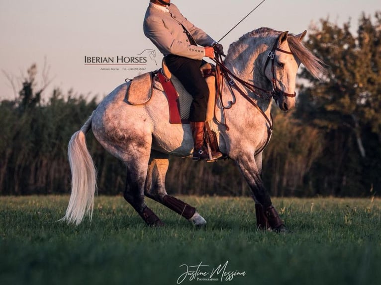 Lusitano Stallone 8 Anni 158 cm Grigio in Navas Del Madroño