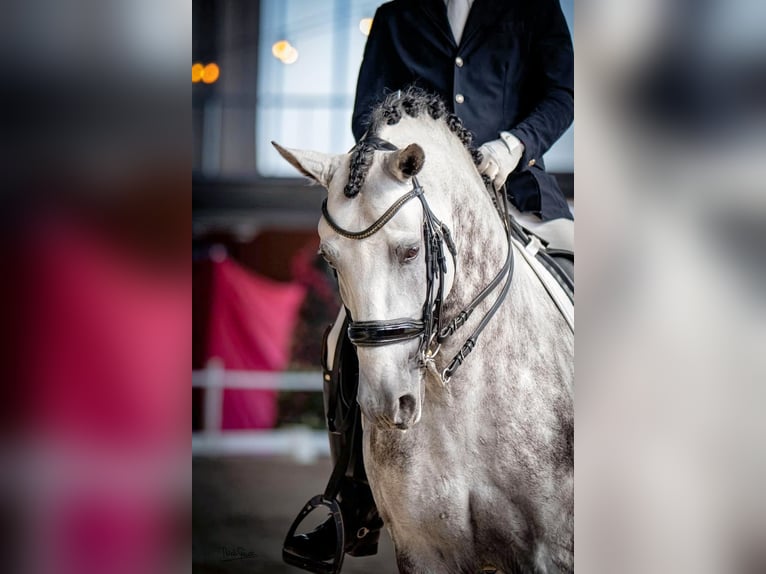 Lusitano Stallone 8 Anni 160 cm Grigio in Sanlucar De Barrameda