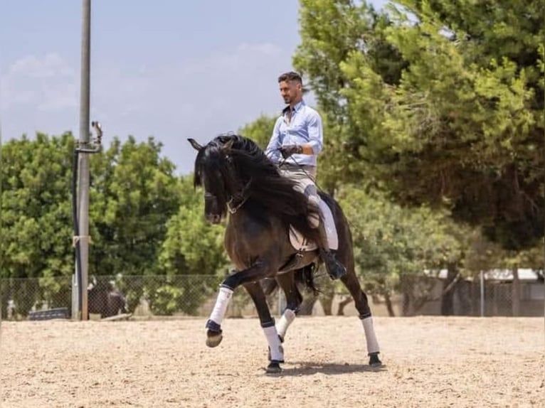 Lusitano Stallone 8 Anni 163 cm Baio scuro in Valencia