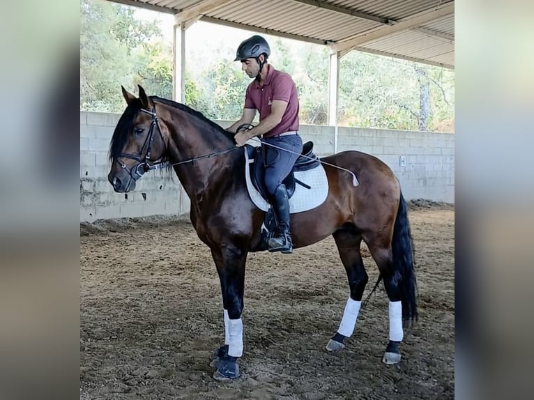 Lusitano Stallone 8 Anni 163 cm Baio scuro in Terlamonte