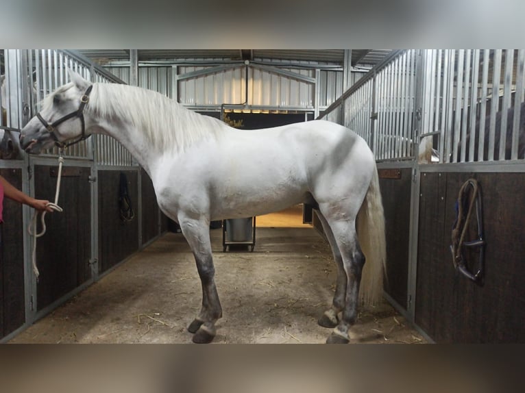 Lusitano Stallone 8 Anni 163 cm Grigio in Santa Marta