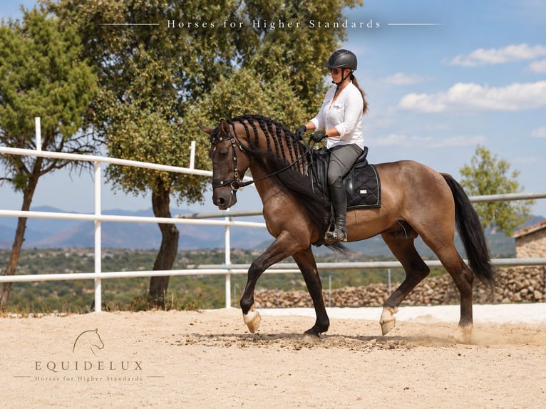 Lusitano Mix Stallone 8 Anni 165 cm Grullo in MADRID